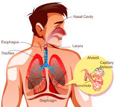 the circulatory and respiratory systems - Class 12 - Quizizz