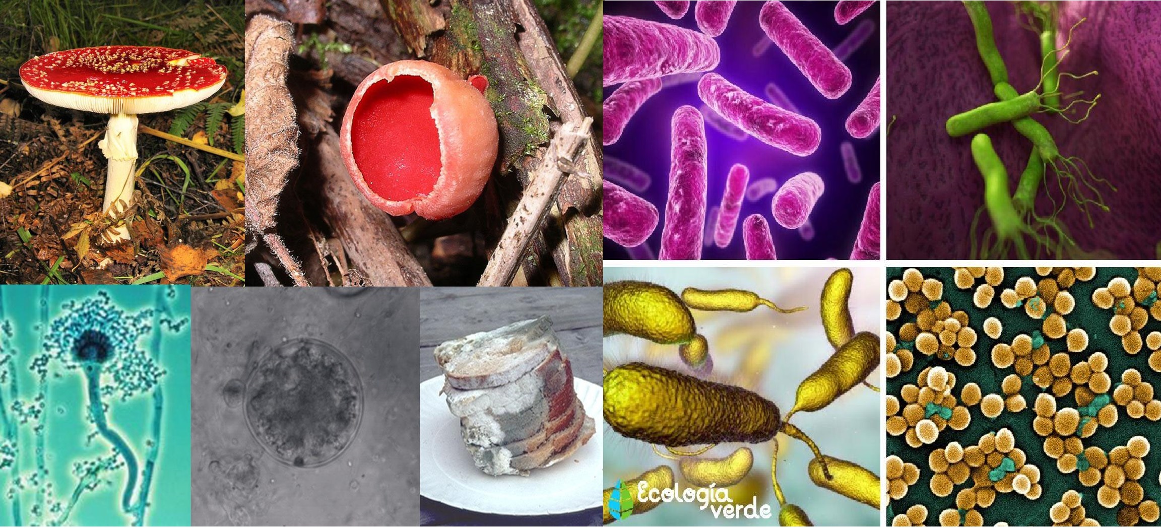 Regni Monera Protista E Fungi Sca Quizizz