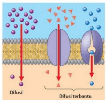 sintesis RNA dan protein - Kelas 11 - Kuis