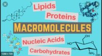 macromolecules - Grade 9 - Quizizz