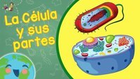 célula vegetal y animal - Grado 3 - Quizizz