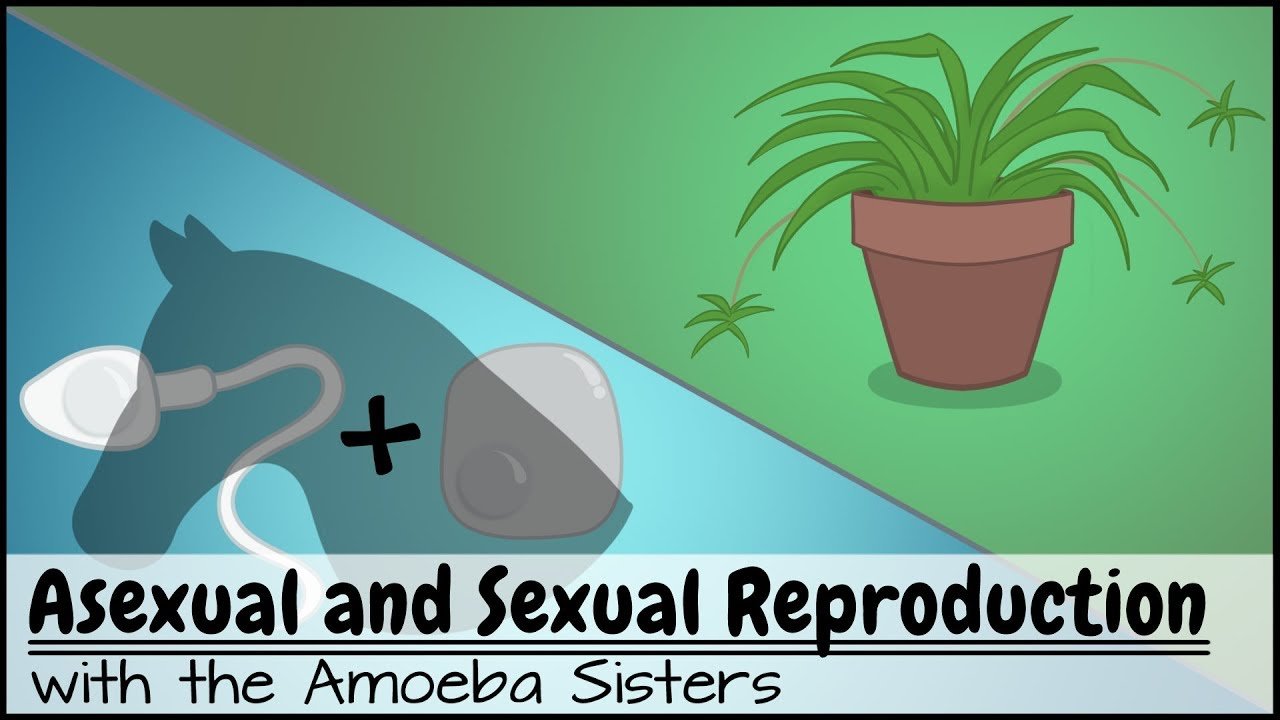 Asexual And Sexual Reproduction | Biology Quiz - Quizizz