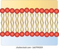 membranes and transport - Grade 9 - Quizizz