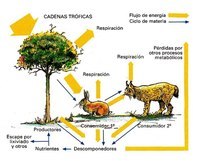 productores y consumidores - Grado 12 - Quizizz