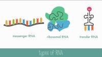 synteza rna i białek - Klasa 10 - Quiz