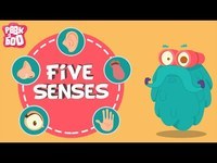 The 5 Senses - Class 4 - Quizizz