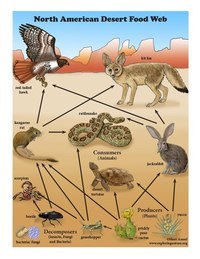 North American Desert Food Web | Quizizz