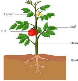 plant parts and their functions - Class 5 - Quizizz