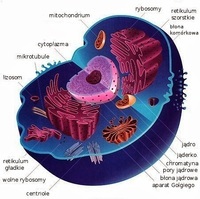 oddychania komórkowego - Klasa 8 - Quiz