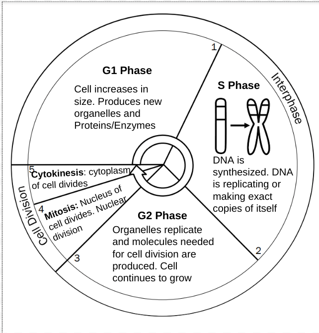 Cell Cycle Test Review questions & answers for quizzes and tests - Quizizz