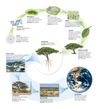 evolution and the tree of life - Grade 12 - Quizizz