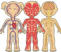 the circulatory and respiratory systems - Class 1 - Quizizz