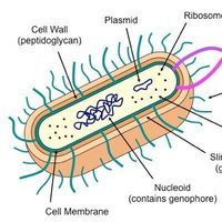 prokaryotes and eukaryotes - Grade 10 - Quizizz