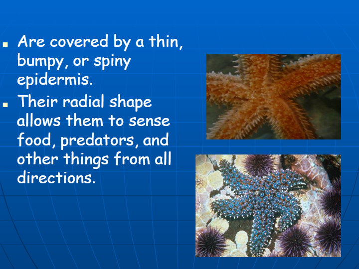 Echinoderms | Science - Quizizz