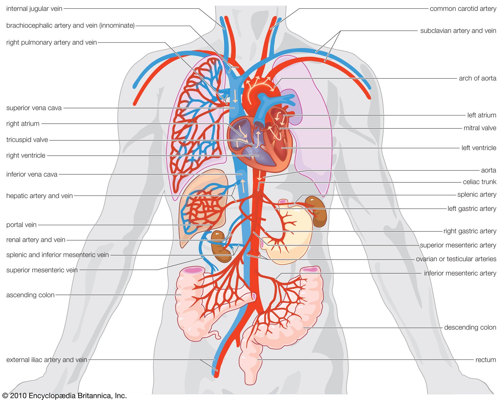 the circulatory and respiratory systems - Grade 2 - Quizizz