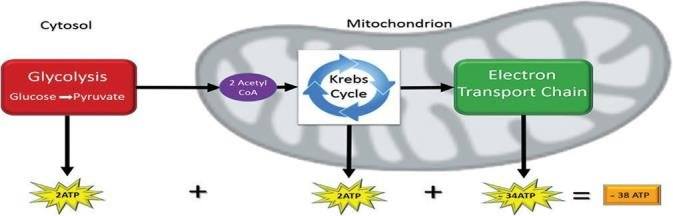 Cellular Respiration Respiration Quiz Quizizz