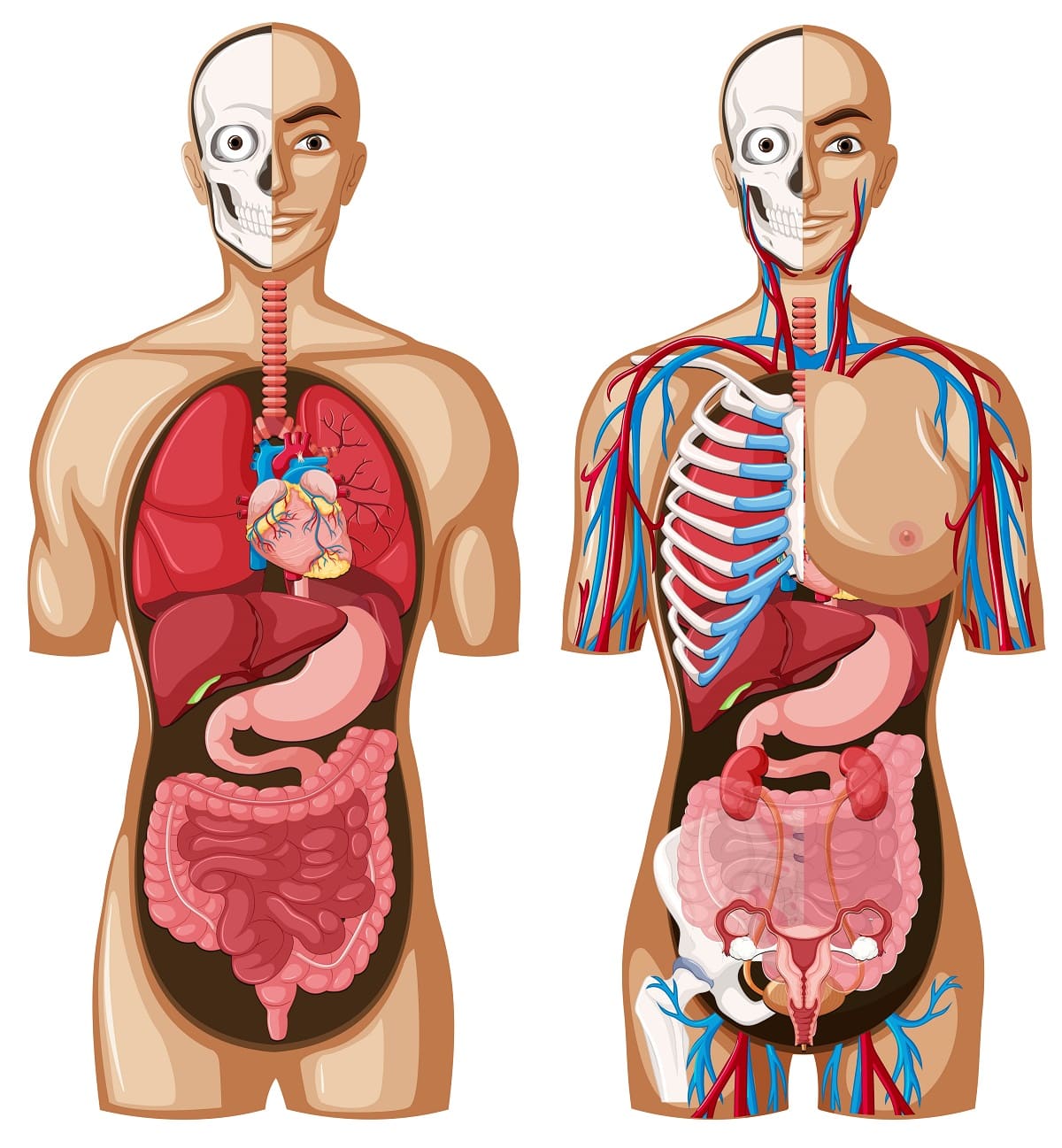 Cartões de anatomia - Série 5 - Questionário