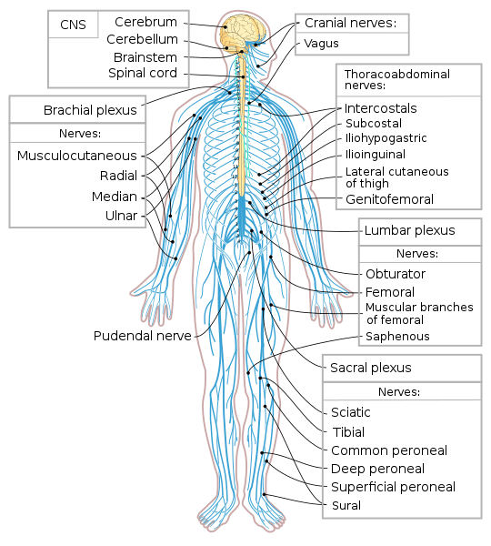 Nervous System Quizizz Science Quizizz