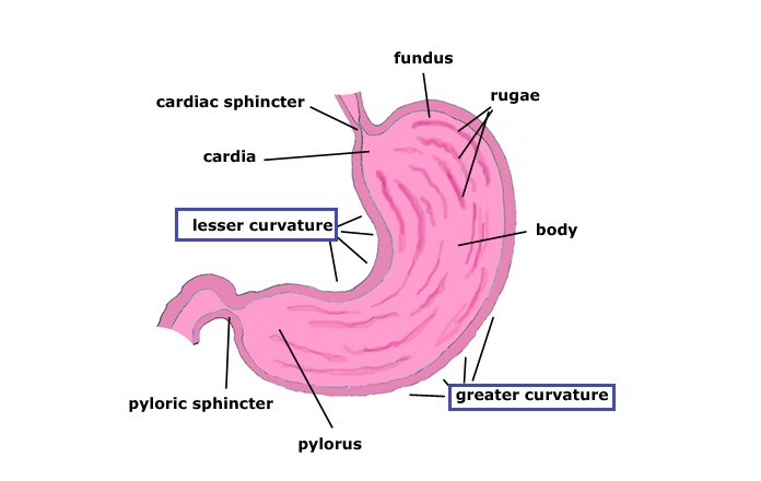 STOMACH | Biology - Quizizz