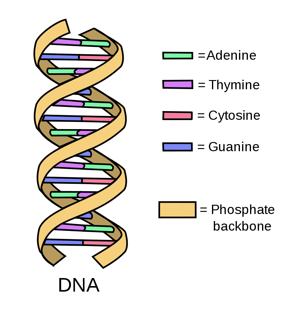 Struktura i replikacja DNA - Klasa 8 - Quiz