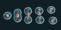 El ciclo celular y la mitosis. Tarjetas didácticas - Quizizz