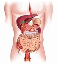 the digestive and excretory systems - Year 11 - Quizizz