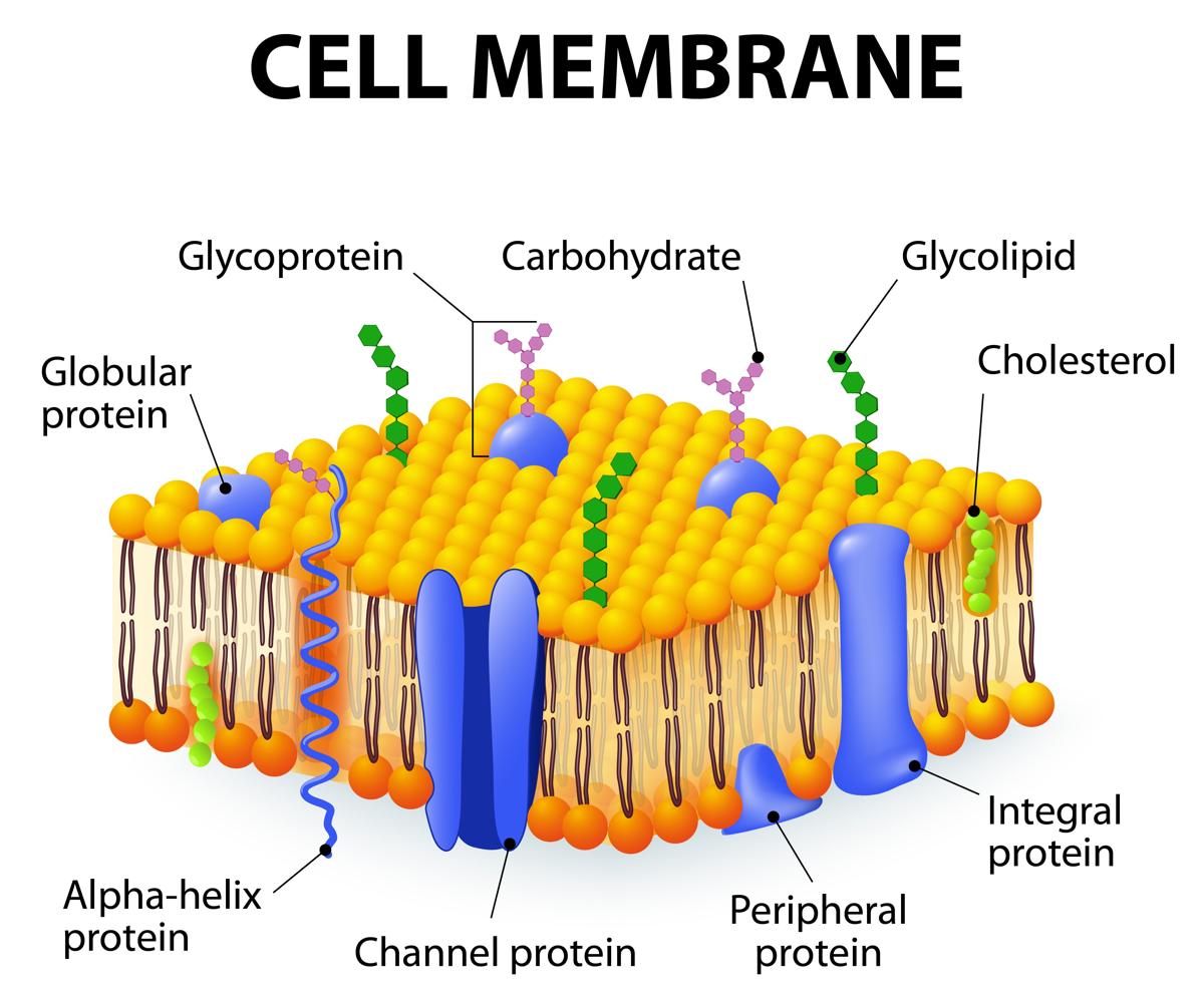 What Are The Different Components Of The Cell Membrane