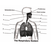 the circulatory and respiratory systems - Grade 11 - Quizizz