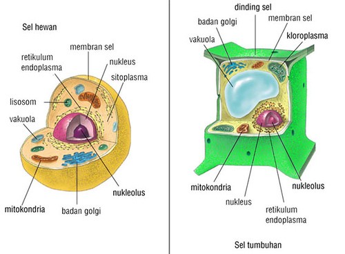 Permukaan disebut membran ribosom dengan dan saluran membrannya tertutup yang pada berlipat-lipat Organel Sel