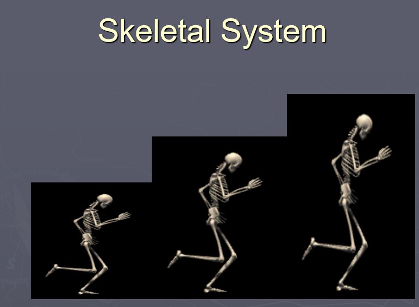 Skeletal System