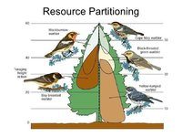 Niche Partitioning Ecology Quiz Quizizz