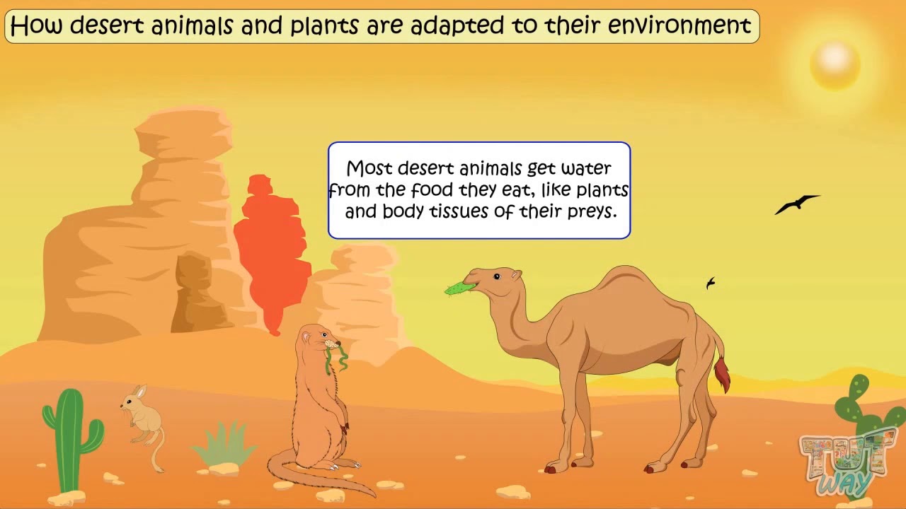 Deserts Adaptations | Earth Sciences - Quizizz
