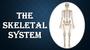Introduction to Skeletal System