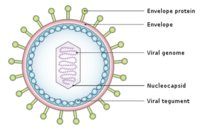 viruses - Class 10 - Quizizz