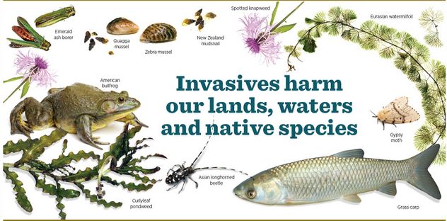 Invasive Species Review | Other Quiz - Quizizz