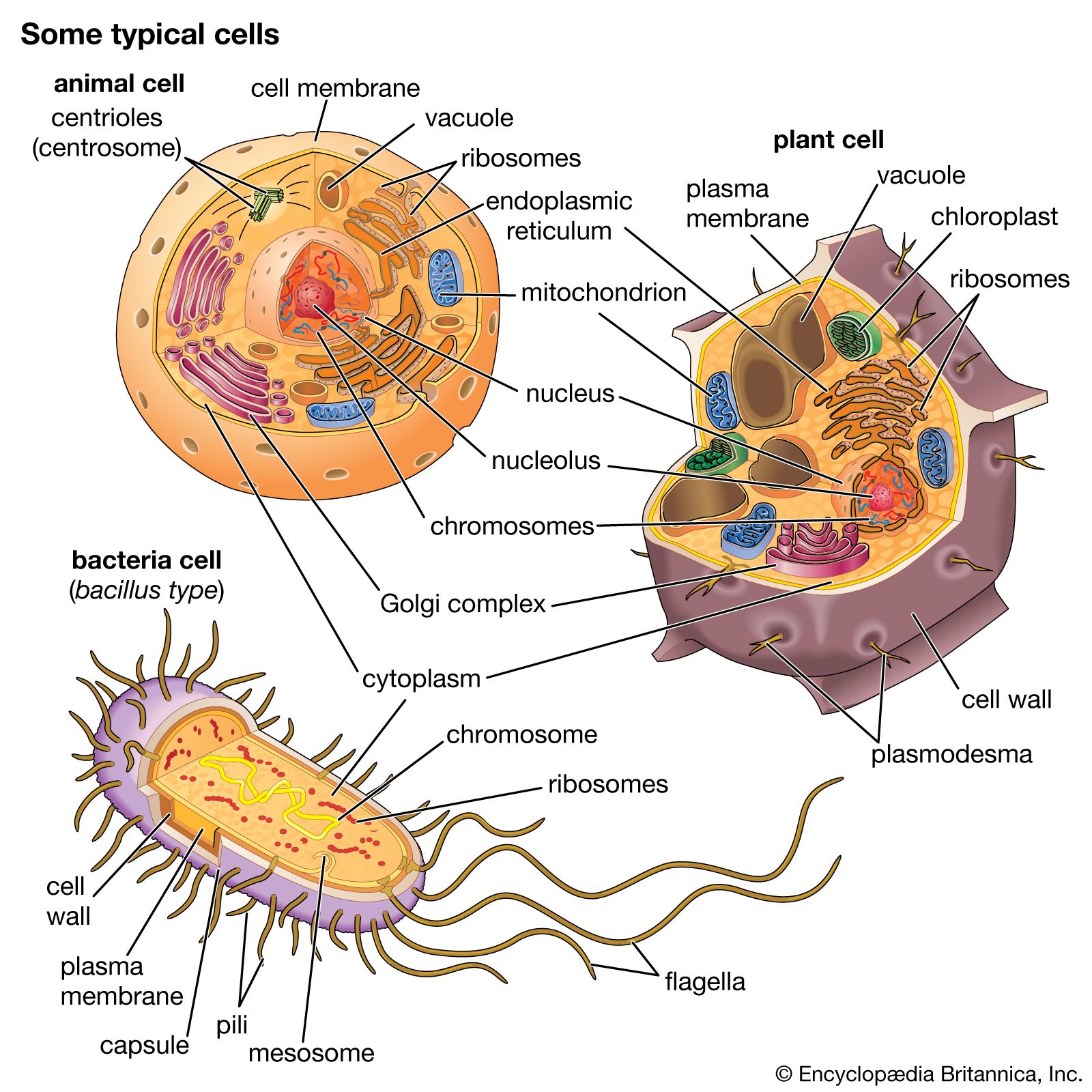 structure of a cell - Class 2 - Quizizz