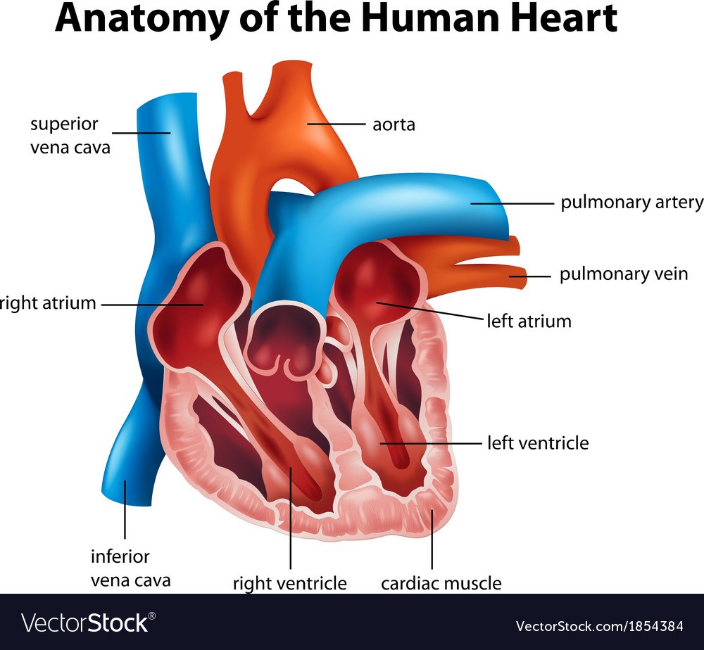 cardiovascular-and-respiratory-system-quiz-quizizz