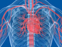 the circulatory and respiratory systems - Year 11 - Quizizz