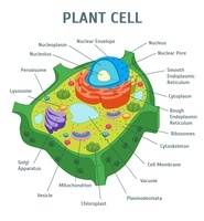 plant biology - Class 6 - Quizizz