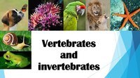 vertebrates and invertebrates - Class 6 - Quizizz