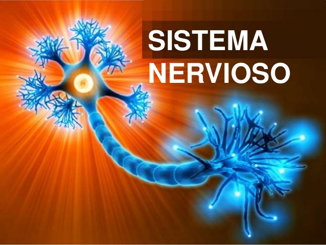 Sistema Nervioso | Science - Quizizz