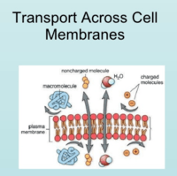 membranas y transporte - Grado 11 - Quizizz