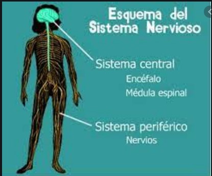 os sistemas nervoso e endócrino - Série 4 - Questionário