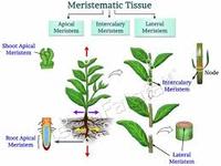 plant and animal cell - Class 11 - Quizizz