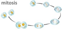 mitosis - Grado 9 - Quizizz