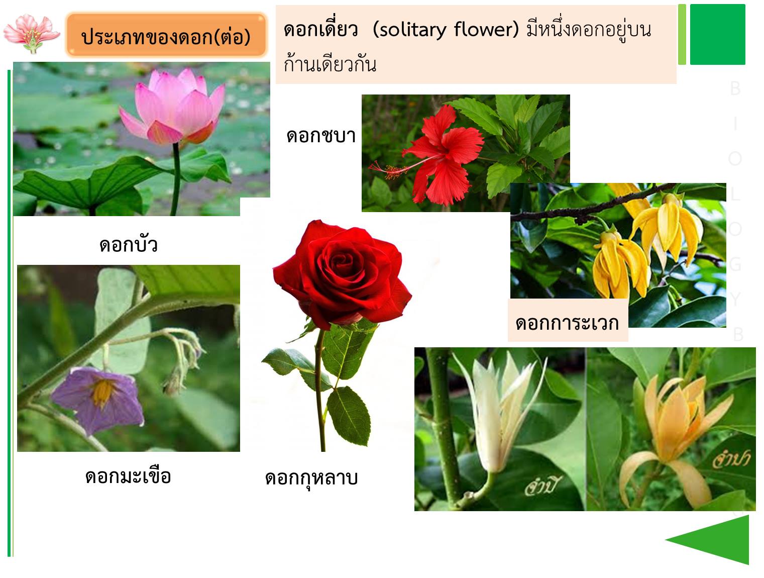 ชีววิทยา Flashcards - แบบทดสอบ