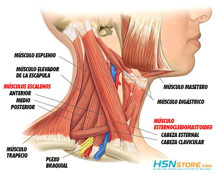 Cartões de anatomia - Série 6 - Questionário