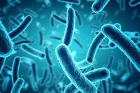 bacteria and archaea Flashcards - Quizizz