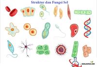 biologi perkembangan - Kelas 2 - Kuis