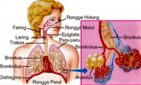 sistem peredaran darah dan pernapasan - Kelas 6 - Kuis